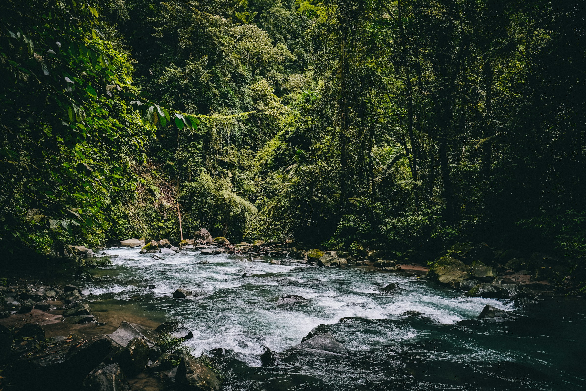 Green rainforest trees beside a river in Costa Rica